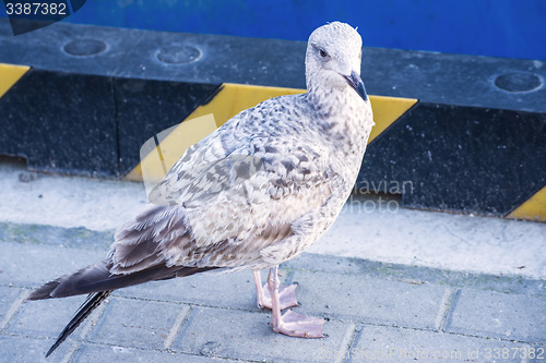 Image of Herring gull, Larus fuscus L.