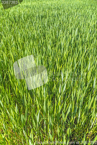 Image of corn seedlings