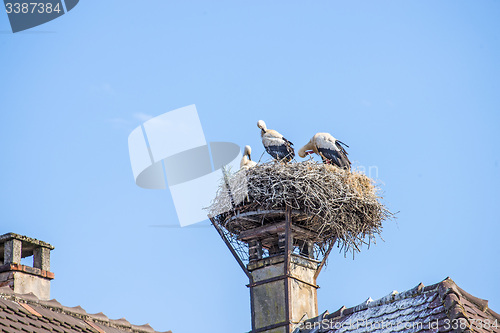 Image of stork in a nest