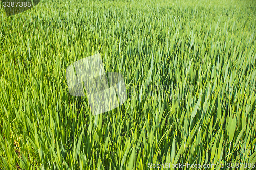 Image of corn seedlings