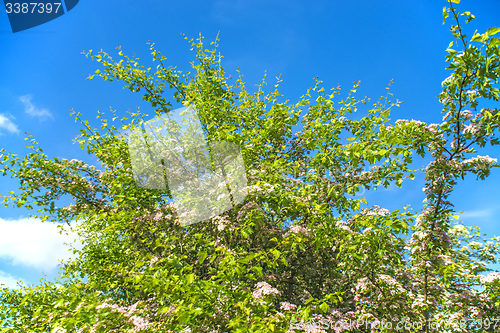 Image of Hawthorn flower