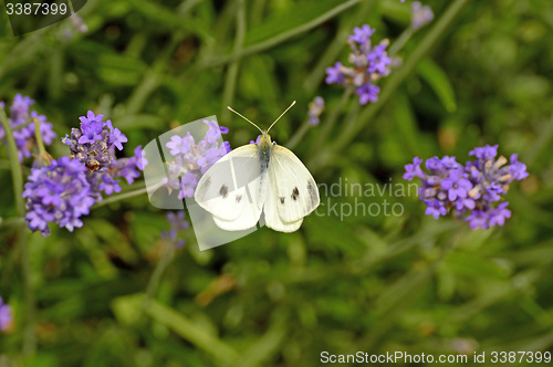 Image of cabbage butterfly on lavender flower