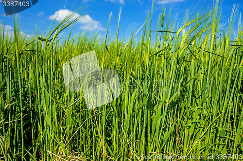 Image of barley, field with growing plants