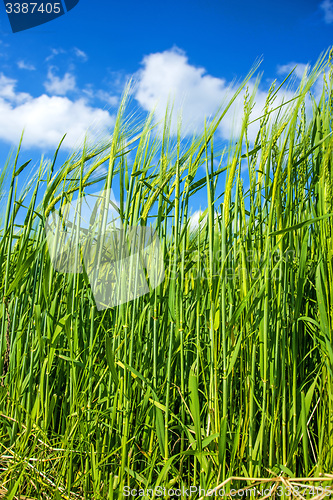 Image of barley, field with growing plants