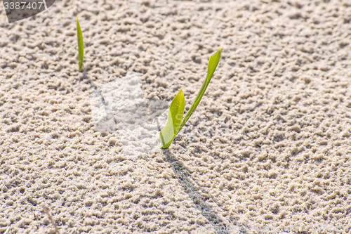 Image of seedlings of European marram grass 