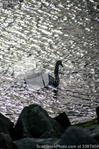 Image of Swan swimming in the Baltic Sea during sunrise