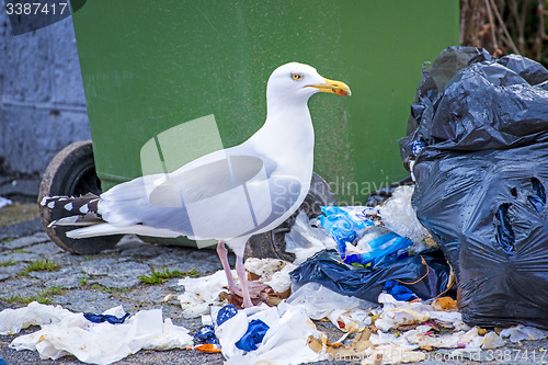 Image of Herring gull looking for waste