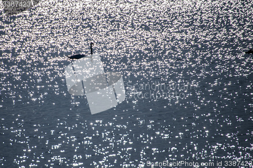 Image of Swan swimming in the Baltic Sea during sunrise