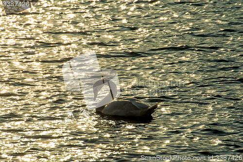 Image of Swan swimming in the Baltic Sea during sunrise