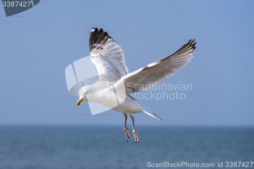 Image of Herring gull, Larus fuscus L. flying