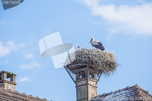 Image of storks in a nest