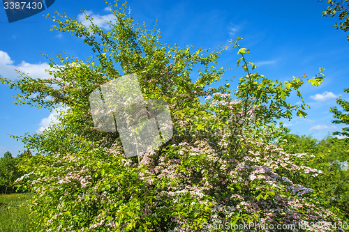 Image of Hawthorn flower