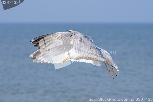 Image of Herring gull, Larus fuscus L. flying