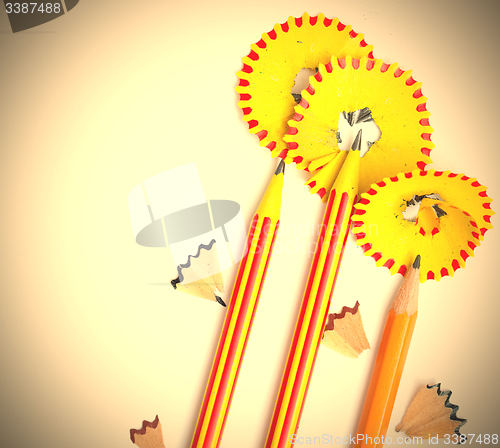 Image of three pencil flowers