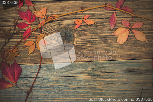Image of dry leaves and branches