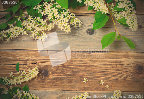 Image of branch of blossom bird cherry on aged boards antique table