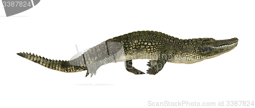 Image of American Alligator