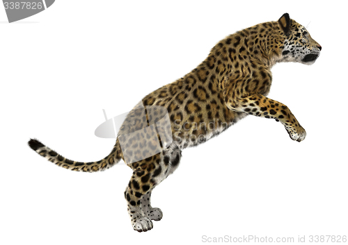 Image of Big Cat Jaguar