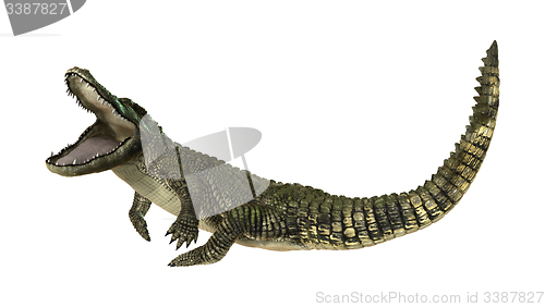 Image of American Alligator