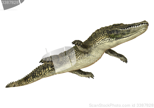 Image of American Alligator