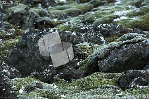 Image of Closeup of resistant moss on volcanic rocks in Iceland