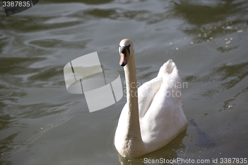 Image of Swan at the lake