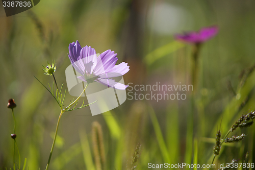Image of Wildflower meadow