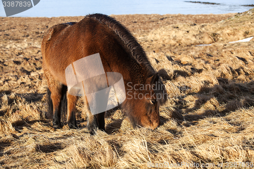 Image of Brown icelandic pony on a meadow