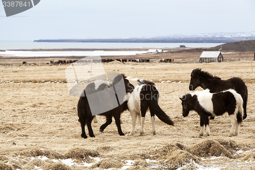 Image of Herd of Icelandic horses