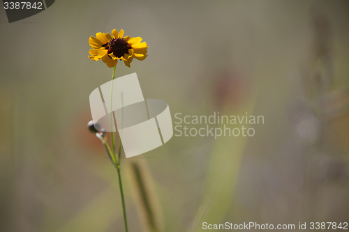Image of Wildflower meadow
