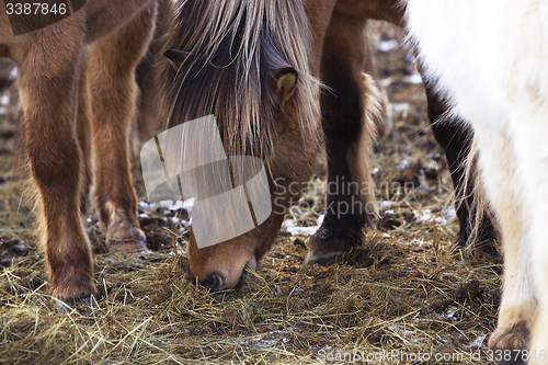 Image of Brown Icelandic horse eats grass