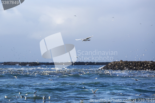 Image of Gulls hunting for fish