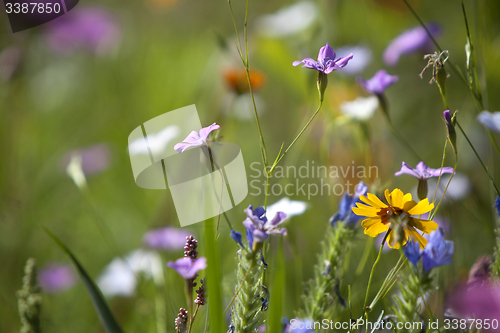 Image of Wildflower meadow