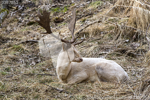 Image of Albino buck deer in the forest