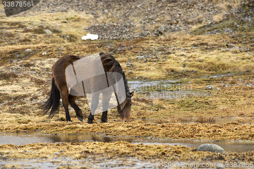 Image of Wild Icelandic horse in spring