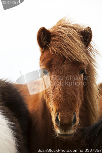 Image of Portrait of an Icelandic pony with a brown mane