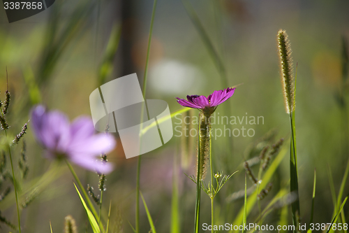 Image of Wildflower meadow