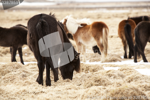 Image of Herd of Icelandic ponies on a meadow in spring