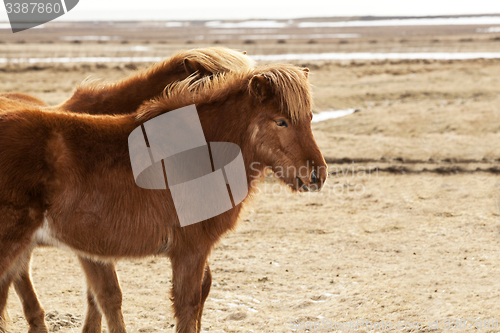 Image of Portrait of two brown Icelandic ponies