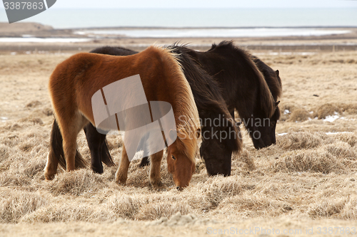 Image of Herd of brown Icelandic horses on a meadow