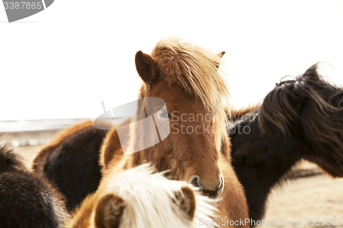 Image of Portrait of an Icelandic pony with a brown mane