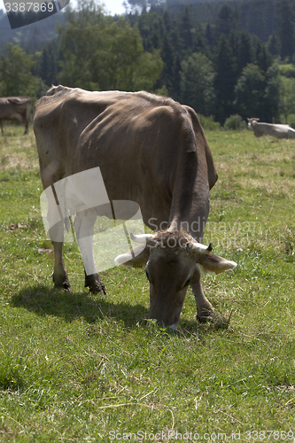 Image of Ox in a a erd of cows on a meadow