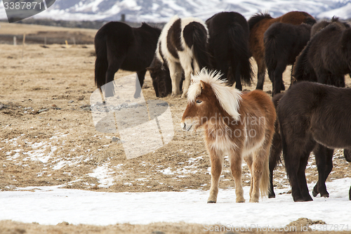 Image of Herd of colorful Icelandic horses on a meadow