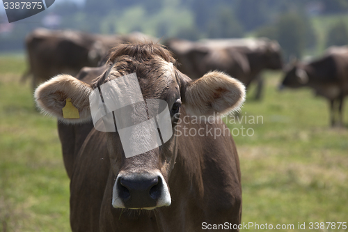 Image of Portrait of a high yielding cow