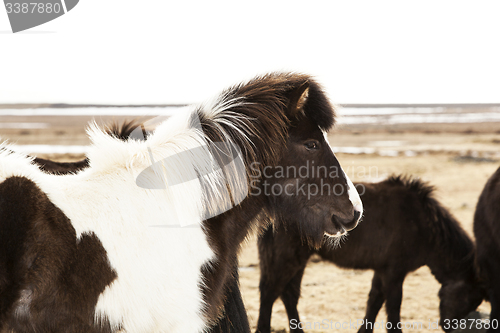 Image of Portrait of a black and white Icelandic pony