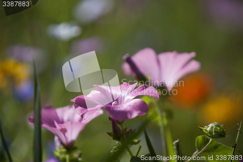 Image of Wildflower meadow