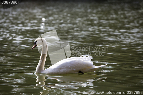 Image of Swan at the lake