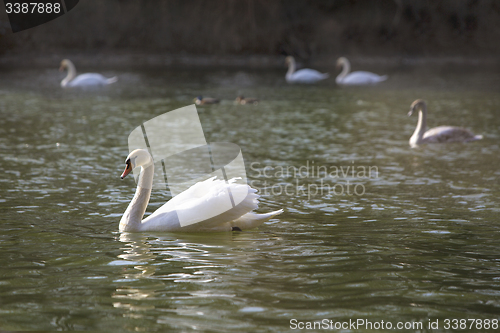 Image of Group of swans at the lake