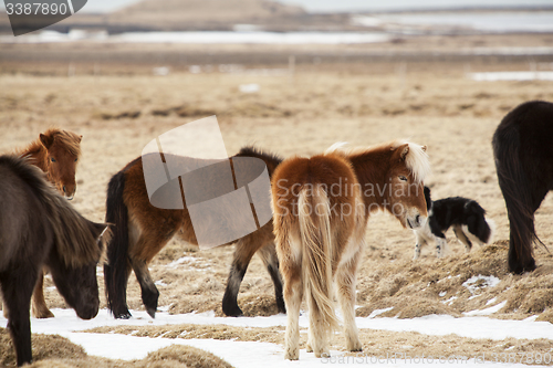 Image of Icelandic horses on a meadow