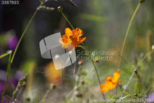 Image of Wildflower meadow